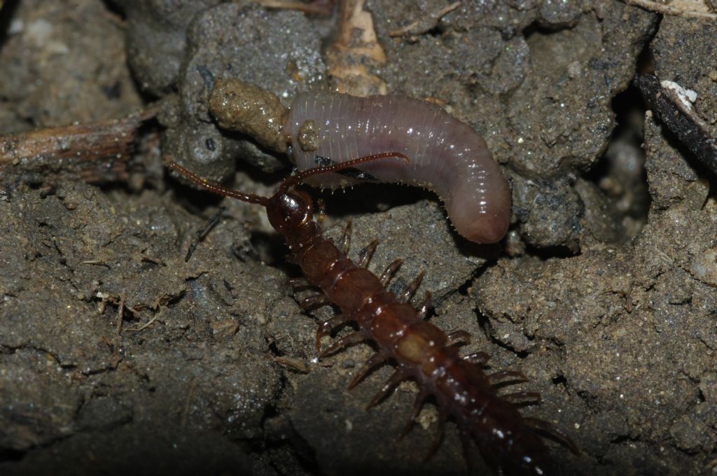 Un geofilomorfo ed un litobiomorfo si nutrono di un lombrico